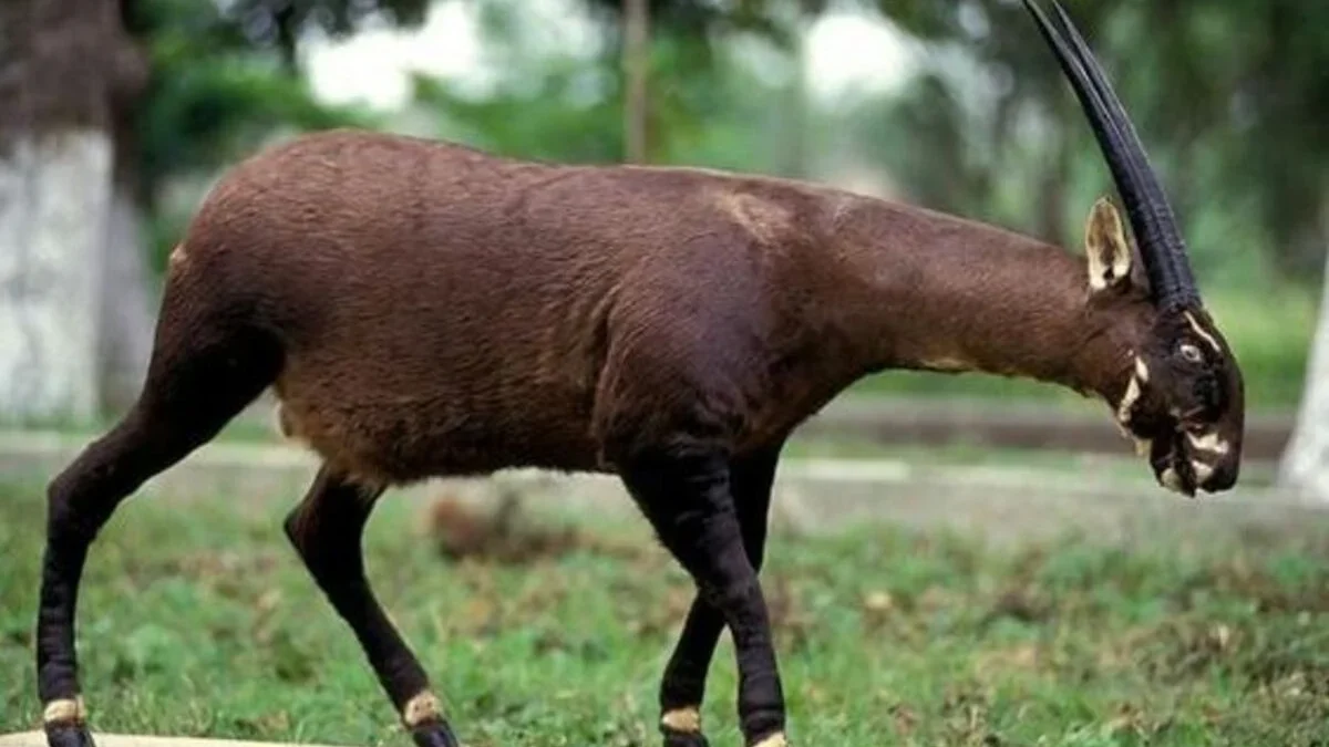 7 Fakta Menarik Tentang Saola: Mengenal Lebih Dekat Hewan Langka Ini\