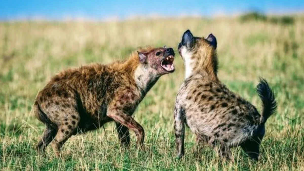 7 Fakta Tersembunyi Tentang Hewan Hyena yang Menakjubkan