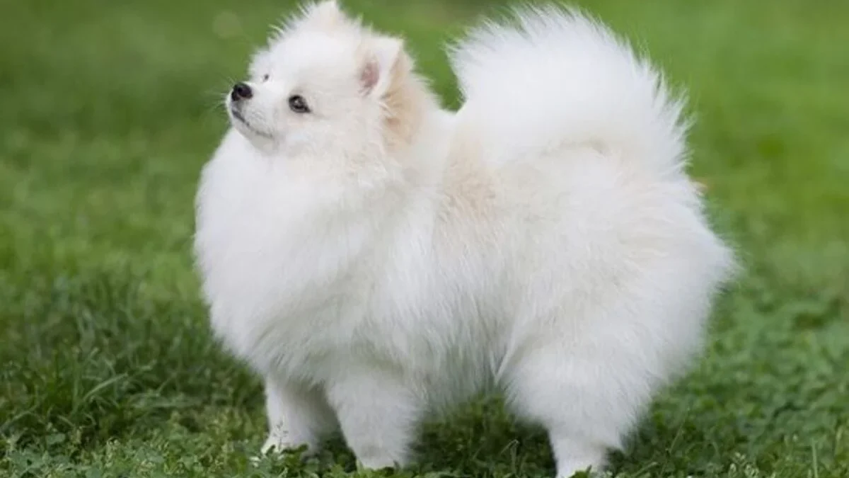 Mengungkap 7 Fakta Menarik Tentang Anjing Pomeranian yang Harus Anda Ketahui