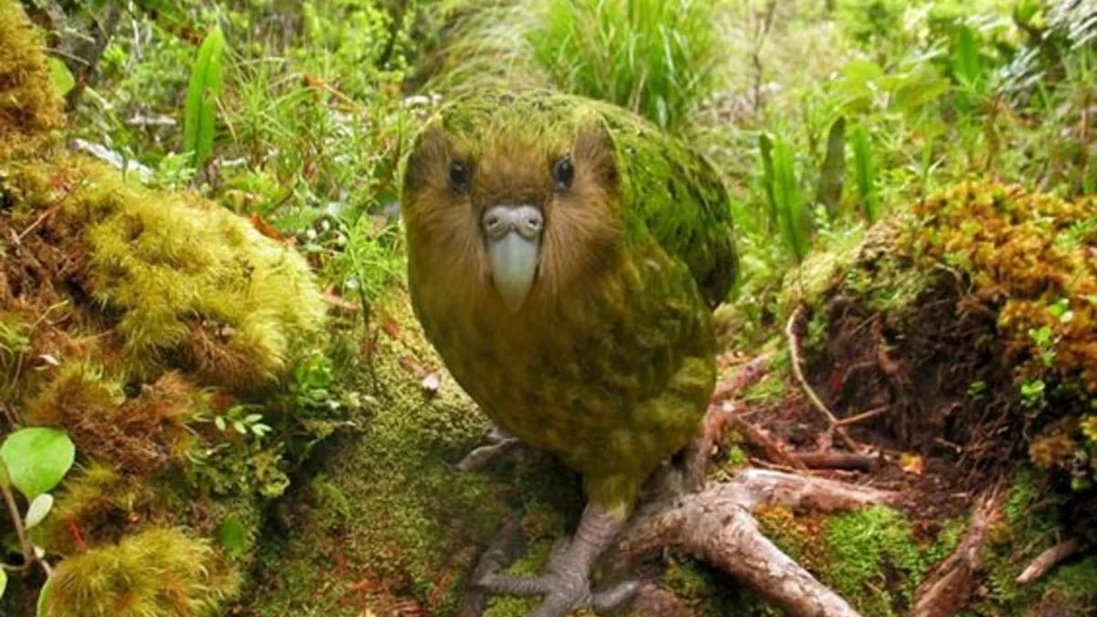 Kakapo: 7 Fakta Menarik Tentang Burung Langka yang Unik