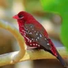 7 Jenis Burung Finch yang Mungkin Belum Kamu Ketahui 