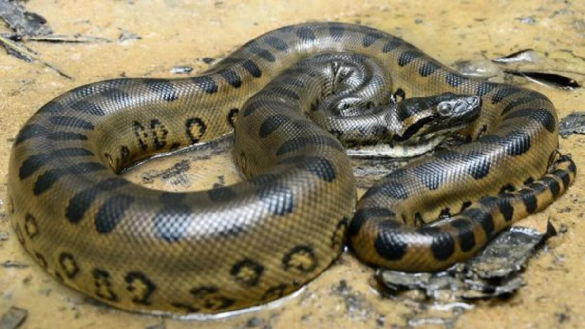 Mengungkap Misteri: 7 Fakta Seru Tentang Ular Anaconda yang Akan Membuat Anda Terpukau!