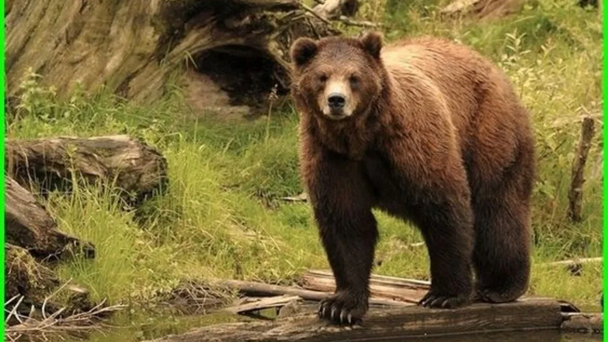 Menjelajah Alam Liar Amerika: Menyingkap Rahasia Habitat dan Persebaran Beruang Grizzly