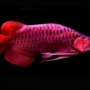 15 Fakta Menarik Tentang Ikan Arwana Super Red, Ikan Predator yang Memiliki Warna Sangat Mencolok