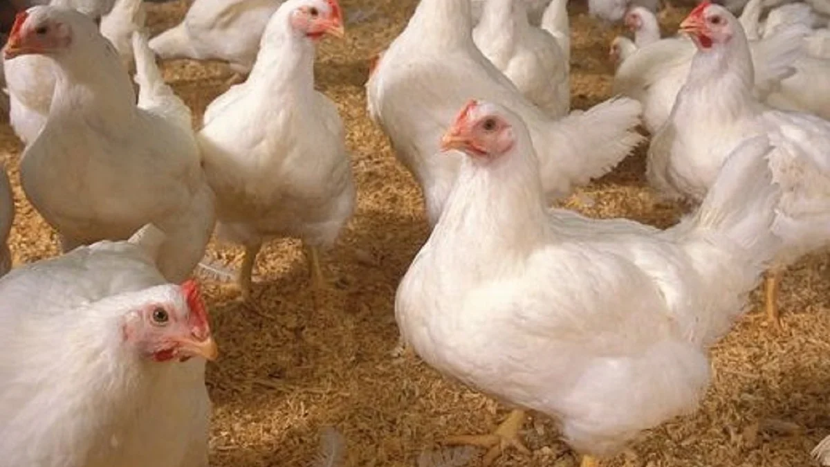 6 Fakta Mengenai Ayam Broiler, Jenis Ayam yang Biasa Dikonsumsi Sehari-hari Oleh Manusia