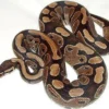 15 Fakta Tentang Ular Ball Python, Jenis Ular yang Sangat Unik Apabila Terancam Maka Badan Ular Ball Python Ak