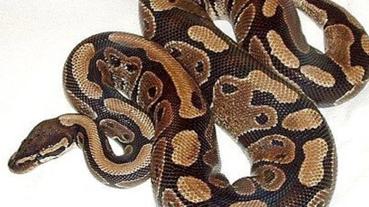 15 Fakta Tentang Ular Ball Python, Jenis Ular yang Sangat Unik Apabila Terancam Maka Badan Ular Ball Python Ak