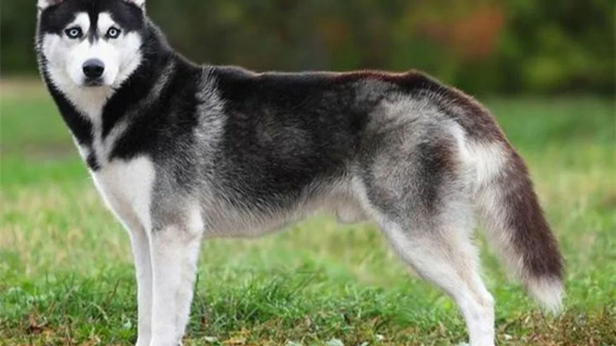 7 Fakta Siberian Husky yang Harus Anda Ketahui Sebagai Pecinta Anjing