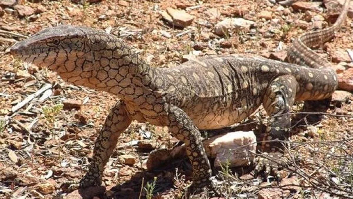 6 Fakta Menarik Tentang Kadal Varanus giganteus, Jenis Biawak Terbesar