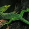 7 Fakta Menarik Tentang Kadal Varanus prasinus, Jenis Biawak yang Memiliki Warna Hijau 