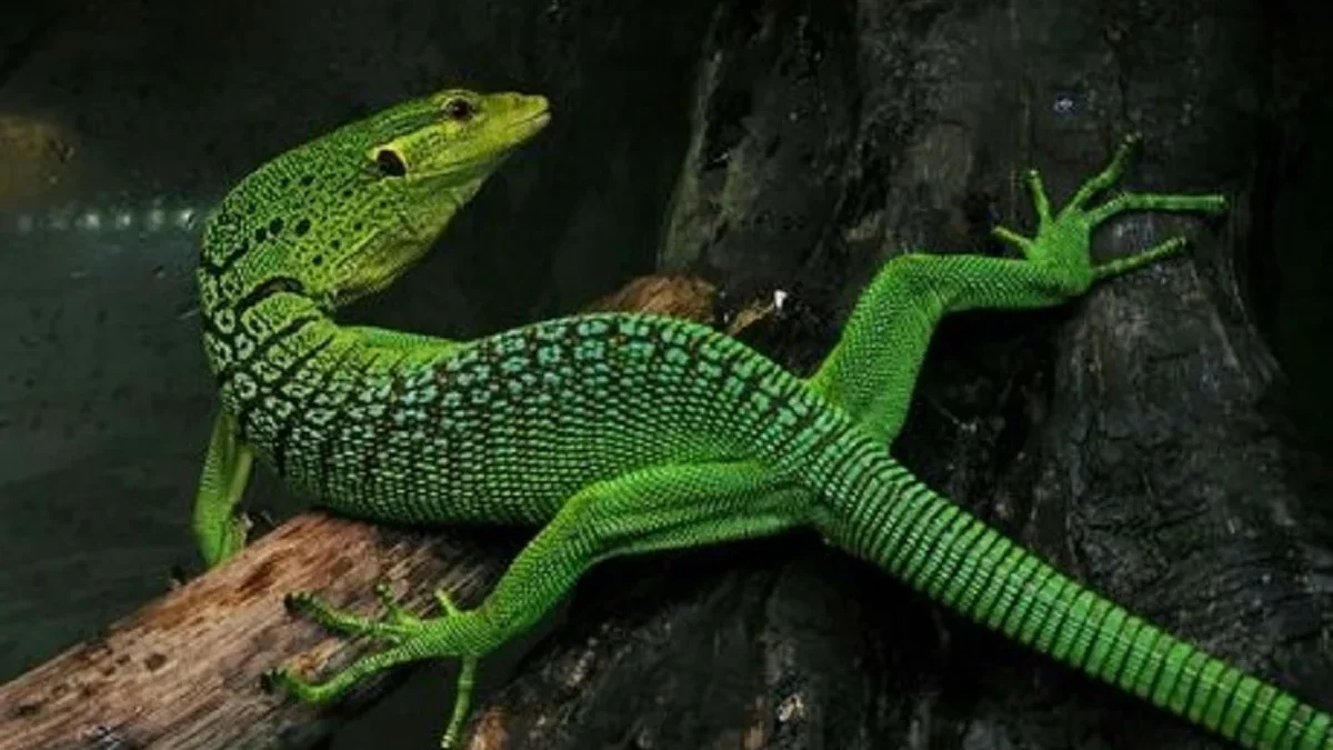 7 Fakta Menarik Tentang Kadal Varanus prasinus, Jenis Biawak yang Memiliki Warna Hijau 