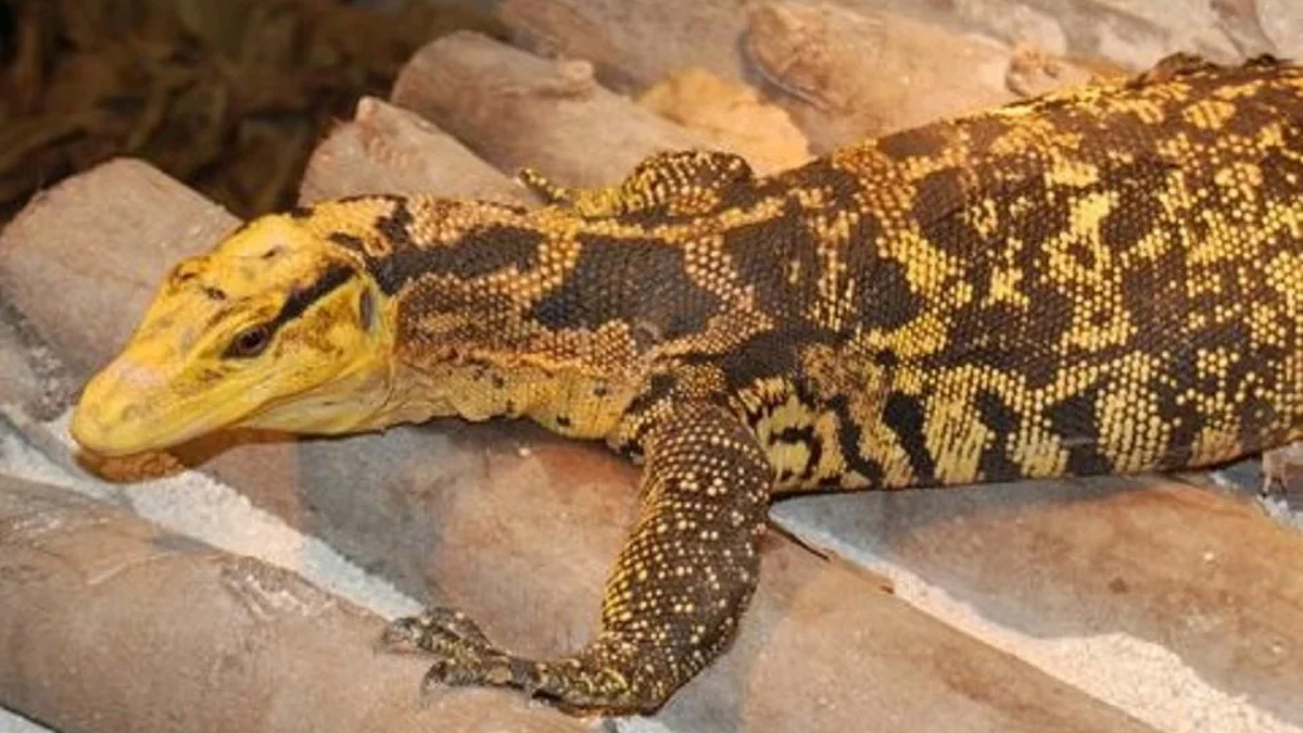 6 Fakta Tentang Kadal Varanus Cumingi, Jenis Biawak yang Biasa Menjadi Hewan Peliharaan Eksotis