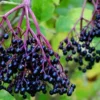 20 Fakta Menarik Mengenai Buah Elderberry, yang Sangat Segar 