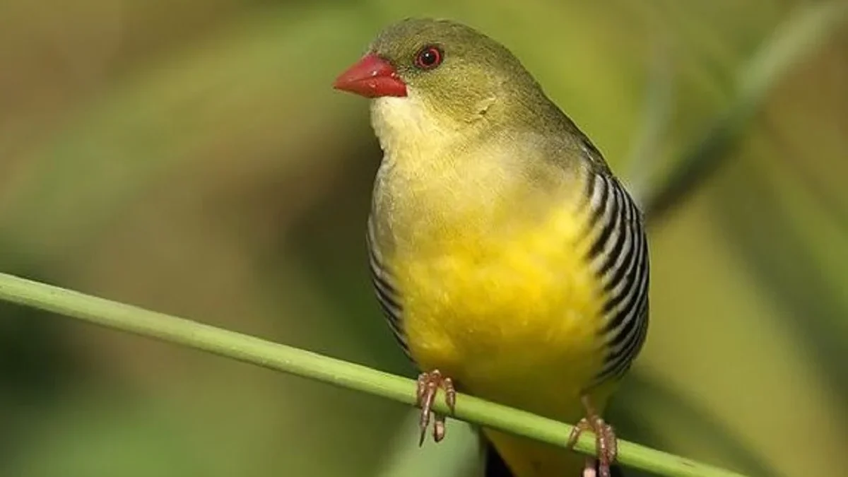 8 Fakta Menarik Burung Avadavat Hijau, Jenis Burung Pipit yang Memiliki Warna Bulu Hijau 