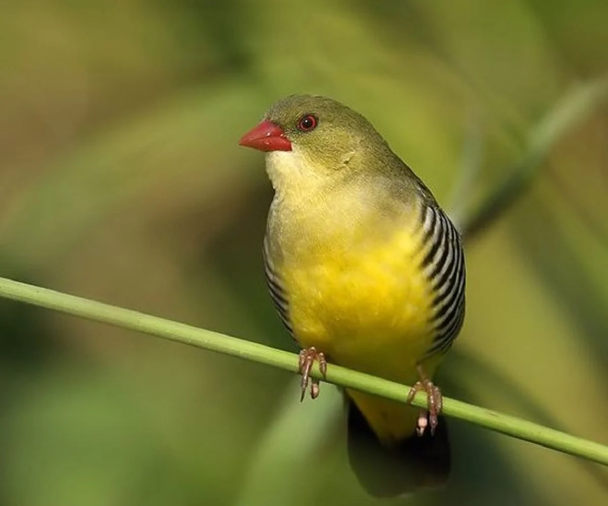 8 Fakta Menarik Burung Avadavat Hijau, Jenis Burung Pipit yang Memiliki ...