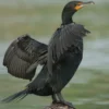 8 Fakta Menarik Mengenai Burung Cormorant, Burung yang Mencari Makan Dengan Cara Unik