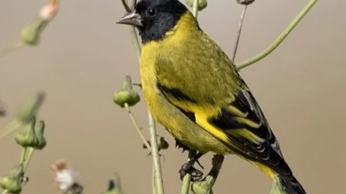 8 Fakta Menarik Mengenai Burung Fringillidae, Burung Kecil Pemakan Biji-Bijian yang Sangat Cantik 