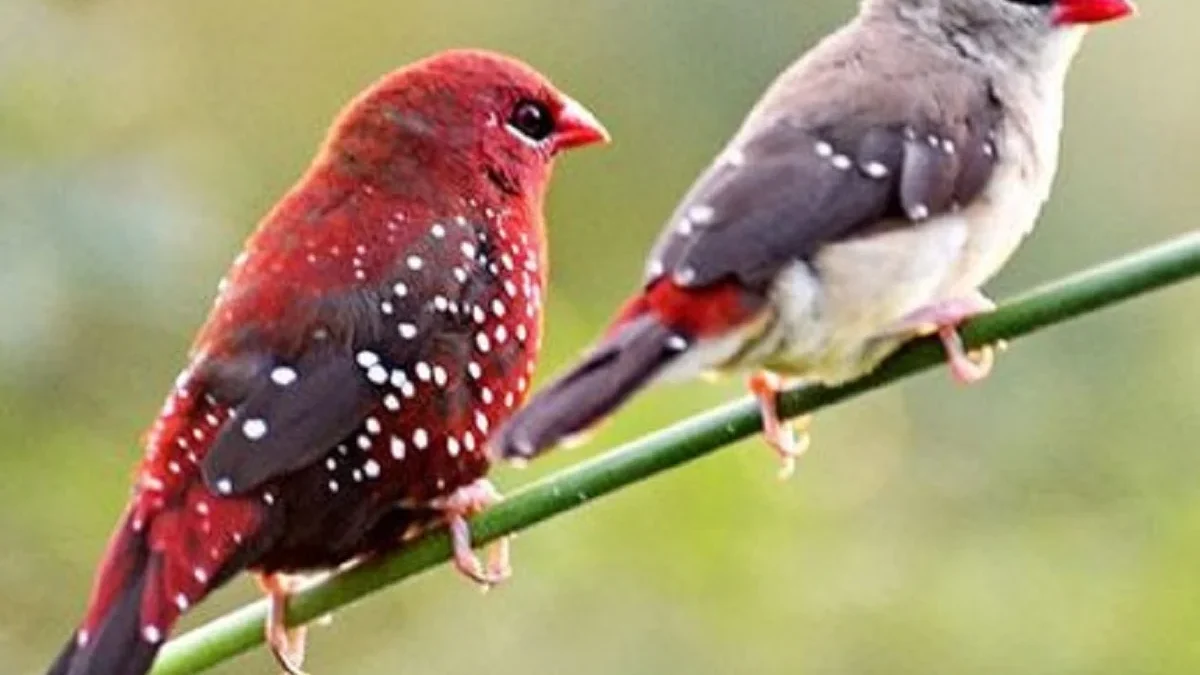 8 Fakta Menarik Burung Amandava subflava, Salah Satu Jenis Burung Pipit yang Harus Kamu Ketahui 