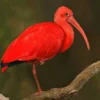 11 Fakta Tentang Burung Ibis, Burung yang Memiliki Paruh yang Sangat Unik 