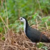 15 Fakta Menarik Tentang Burung Kareo Padi, Burung yang Dapat Berenang dan Biasa Terlihat di Sekitaran Lahan P