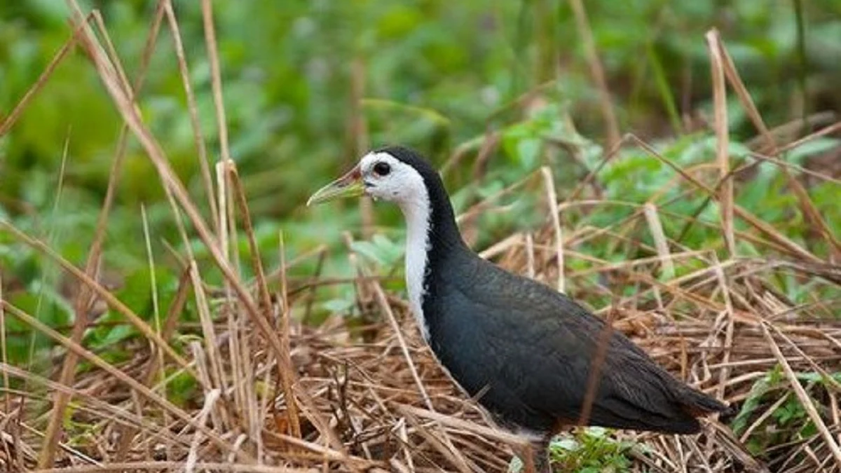 15 Fakta Menarik Tentang Burung Kareo Padi, Burung yang Dapat Berenang dan Biasa Terlihat di Sekitaran Lahan P