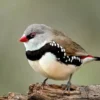 20 Fakta Menarik Tentang Burung Diamond Firetail, Burung yang Berasal dari Australia yang Sangat Indah 