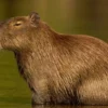 10 Fakta Mengenai Capybara Hewan Semi Aquatik yang Sangat Suka Hidup Berkelompok 