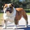 7 Fakta Menarik yang Perlu Anda Ketahui tentang Anjing Bulldog