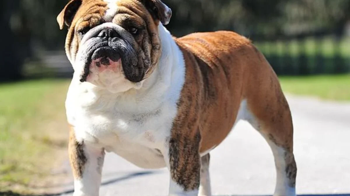 7 Fakta Menarik yang Perlu Anda Ketahui tentang Anjing Bulldog