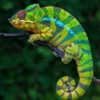 6 Fakta Menarik Tentang Cameleon yang Harus Kamu Ketahui 