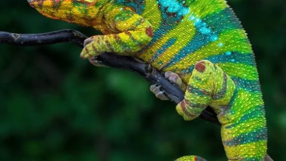 6 Fakta Menarik Tentang Cameleon yang Harus Kamu Ketahui 