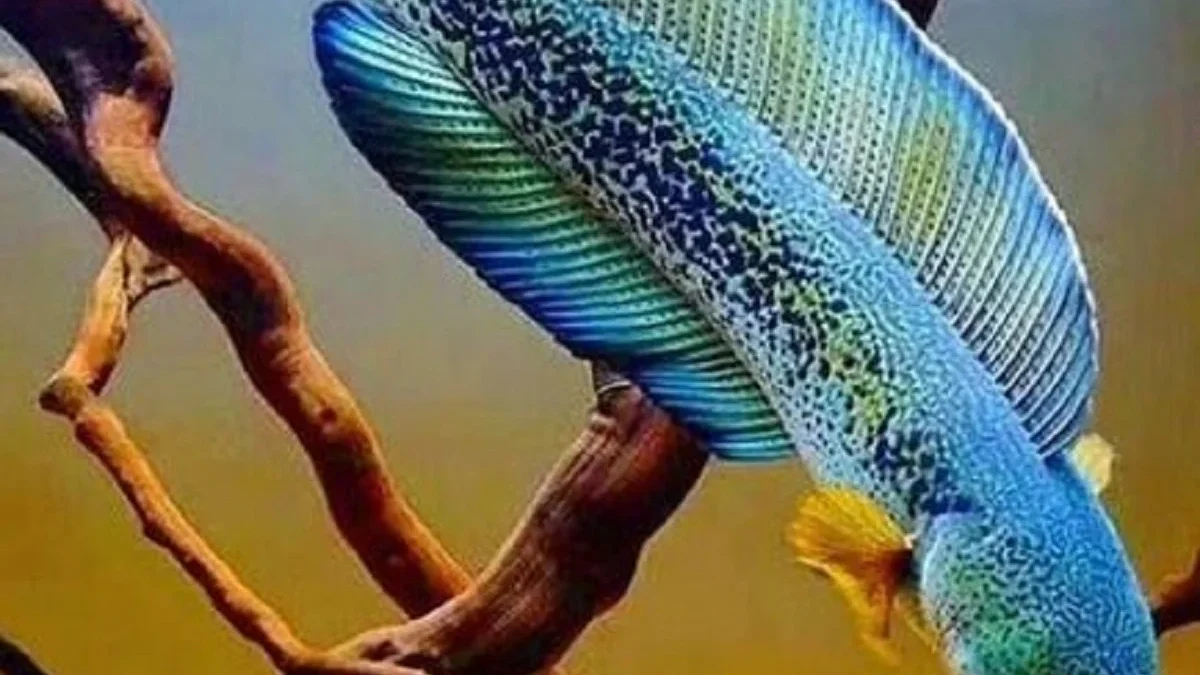 10 Fakta Tentang ikan Channa Barca, Ikan Channa Mahal Namun Populasinya Terancam 