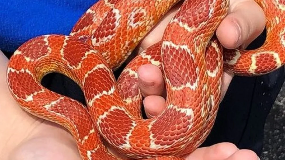 15 Fakta Tentang Ular Corn Snake, Jenis Ular yang Sangat Populer Dikalangan Pecinta Reptile 