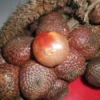 Menggali Lebih Dalam tentang Buah Manau: 7 Fakta yang Mengagumkan