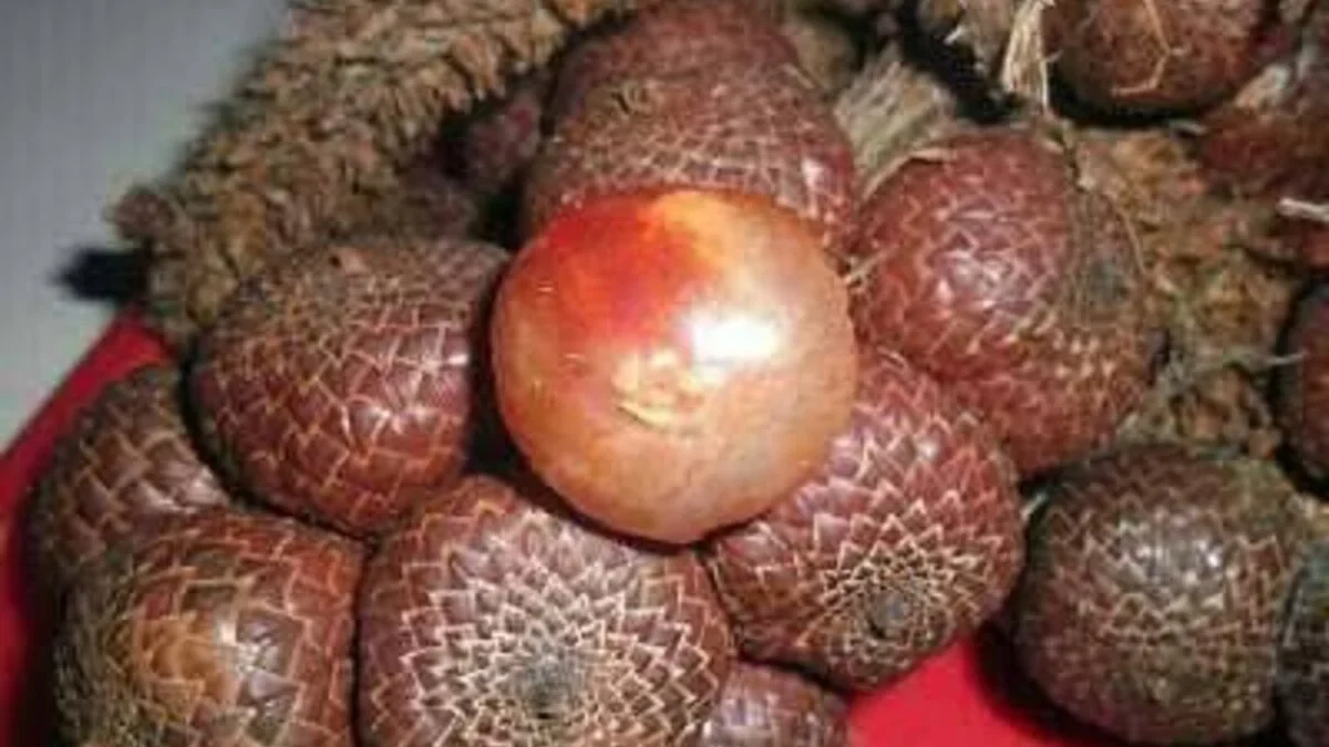 Menggali Lebih Dalam tentang Buah Manau: 7 Fakta yang Mengagumkan