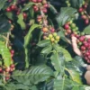 Kopi dan Konservasi: Upaya Menjaga Kelestarian Sumber Kopi