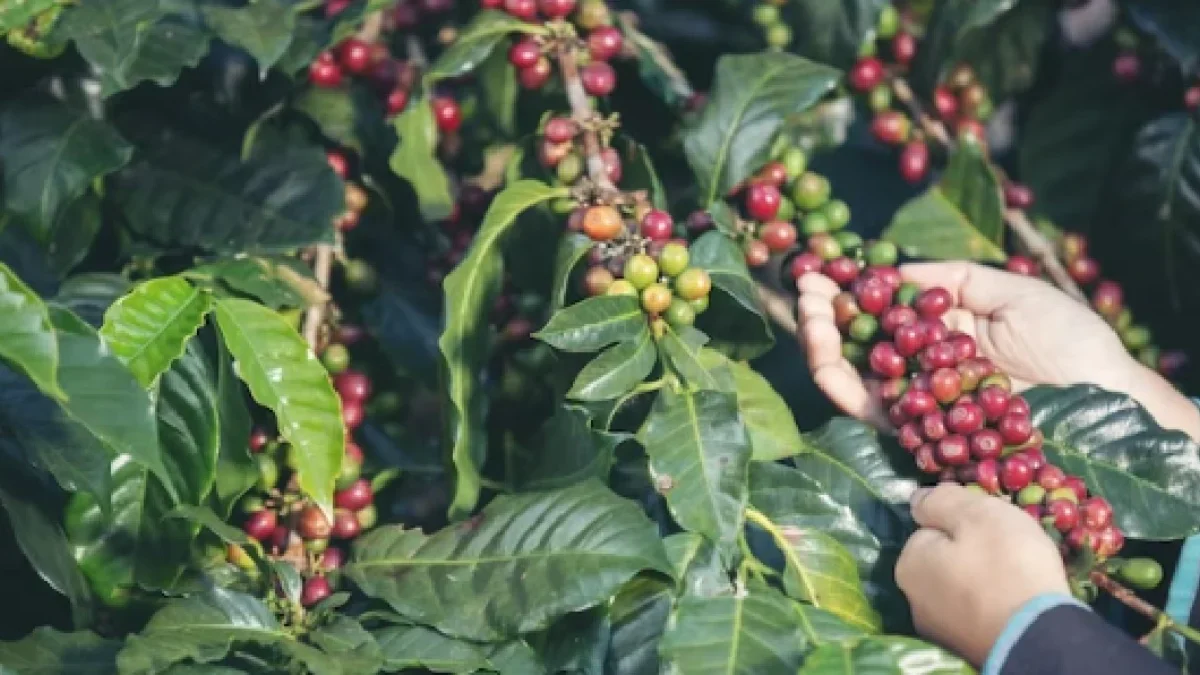 Kopi dan Konservasi: Upaya Menjaga Kelestarian Sumber Kopi