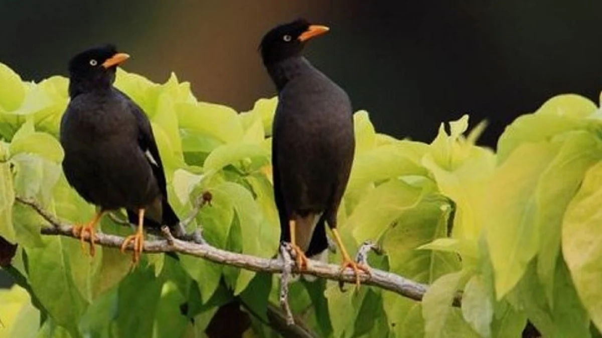 20 Fakta Menarik Burung Jalak, Burung yang Bisa Menirukan Suara Burung Lain dan Memiliki Kicauan yang Sangat B