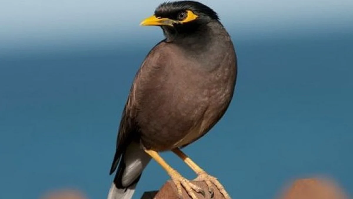 20 Fakta Tentang Burung Jalak Nias, Burung Jalak Asli Pulau Nias yang Penyebarannya Sangat Terbatas 