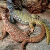 12 Fakta Tentang Kadal Uromastyx aegyptia Jenis Kadal yang Hidup Dilingkungan Ekstrim dan Panas 