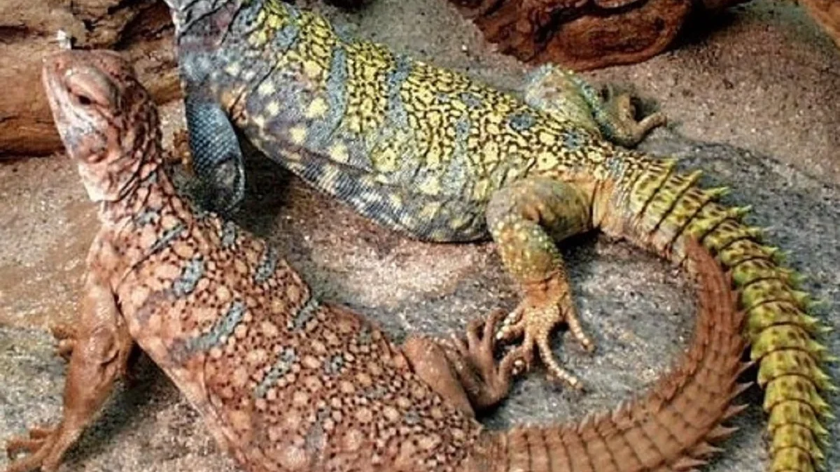 12 Fakta Tentang Kadal Uromastyx aegyptia Jenis Kadal yang Hidup Dilingkungan Ekstrim dan Panas 