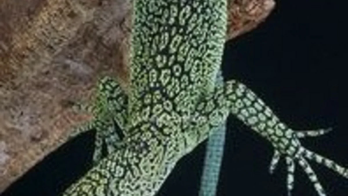 5 Fakta Mengenai Kadal Varanus kordensis, Jenis Biawak Langka dan Eksotis Asli Pulau Biak