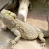 5 Fakta Menarik Tentang Kadal Pogona vitticeps, Jenis Kadal yang Biasanya Jadi Peliharaan Para Penghobi Reptil