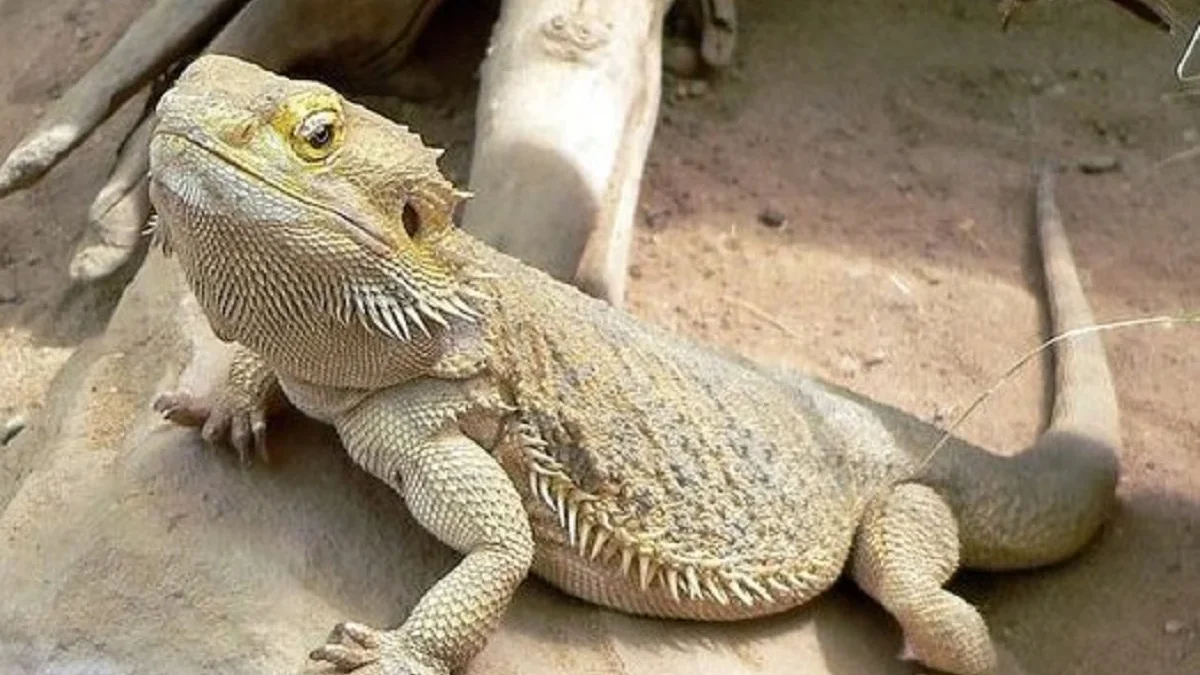 5 Fakta Menarik Tentang Kadal Pogona vitticeps, Jenis Kadal yang Biasanya Jadi Peliharaan Para Penghobi Reptil