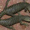 5 Fakta Menarik Tentang Varanus indicus, Jenis Biawak yang Sangat Besar yaitu Bisa Sampai Panjang 1,5 Meter 