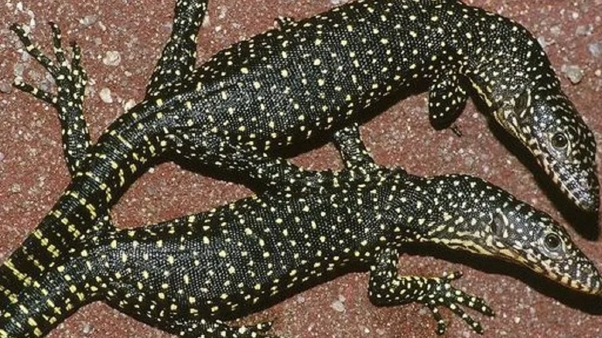 5 Fakta Menarik Tentang Varanus indicus, Jenis Biawak yang Sangat Besar yaitu Bisa Sampai Panjang 1,5 Meter 