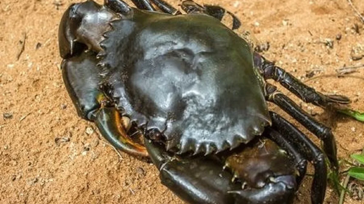 7 Fakta Menarik Tentang Giant Mangrove Crab, Jenis Kepiting Bakau Terbesar 