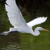 Fakta Tentang Spesies Ardea alba, yang Sangat Cerdas 