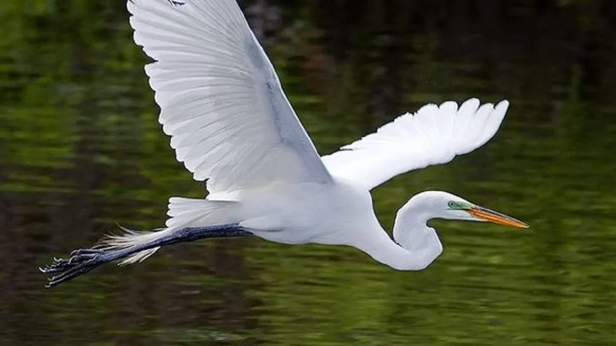 Fakta Tentang Spesies Ardea alba, yang Sangat Cerdas 