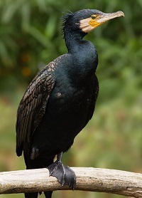 12 Fakta Menarik Burung Pecuk Padi Besar, Burung yang Memiliki Penggilan yang Unik